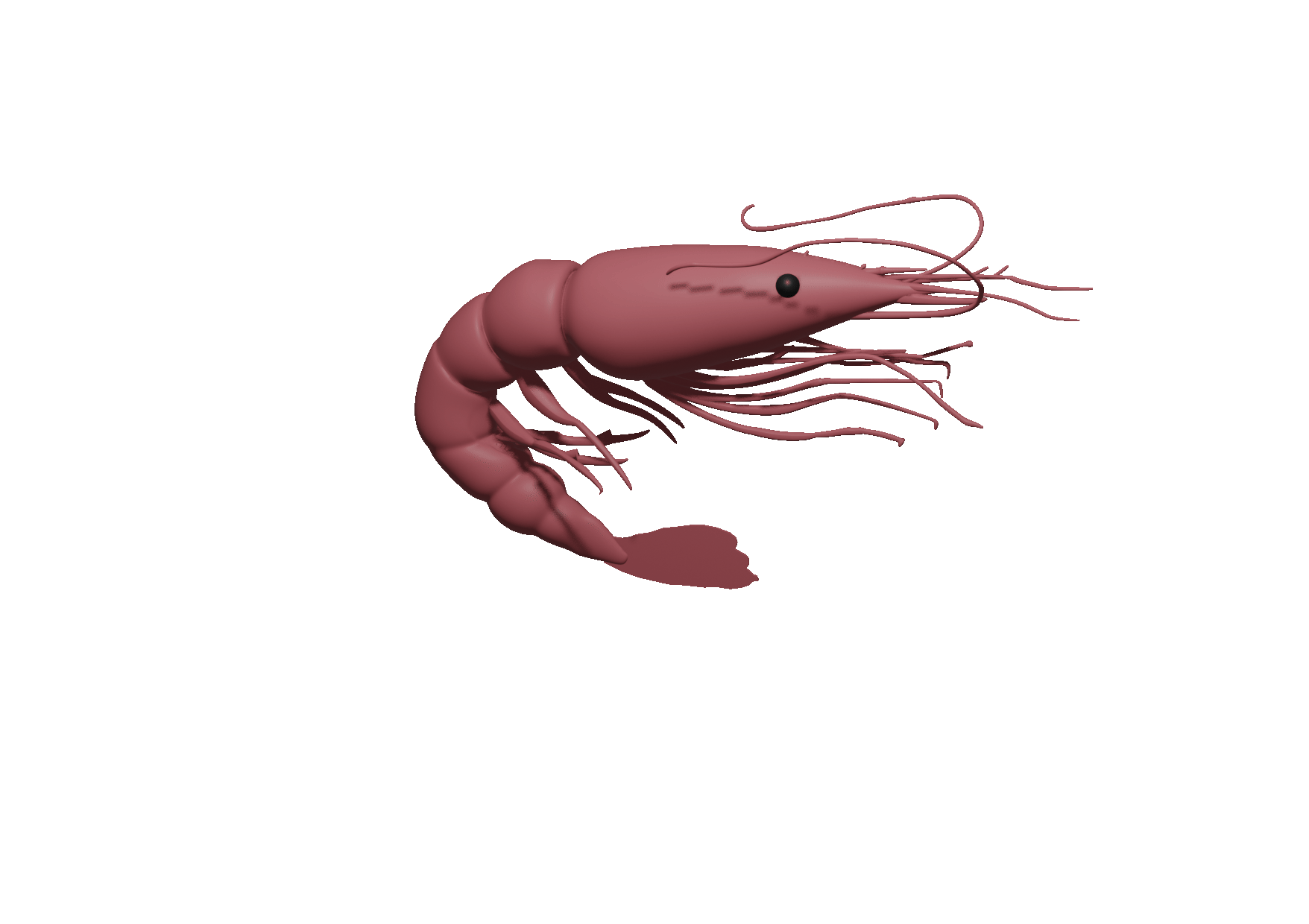 dancing 3D modeled shrimp