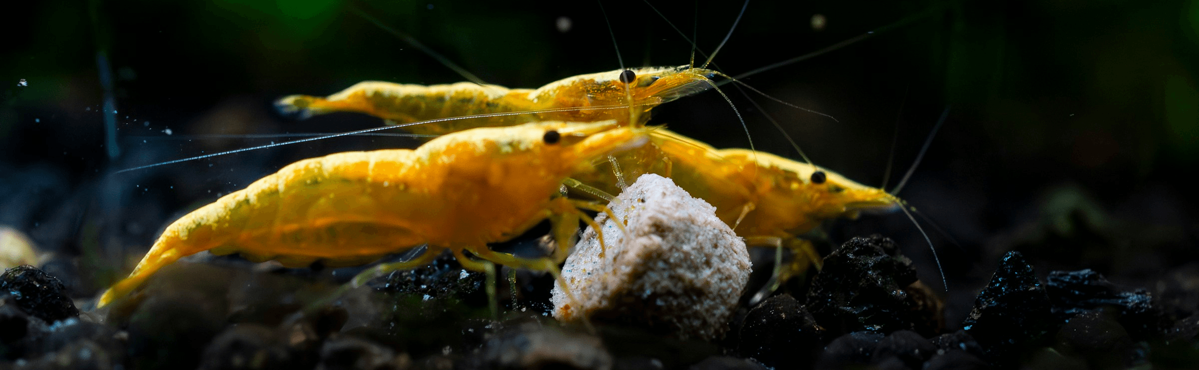 photo of three gold shrimp on rocks underwater