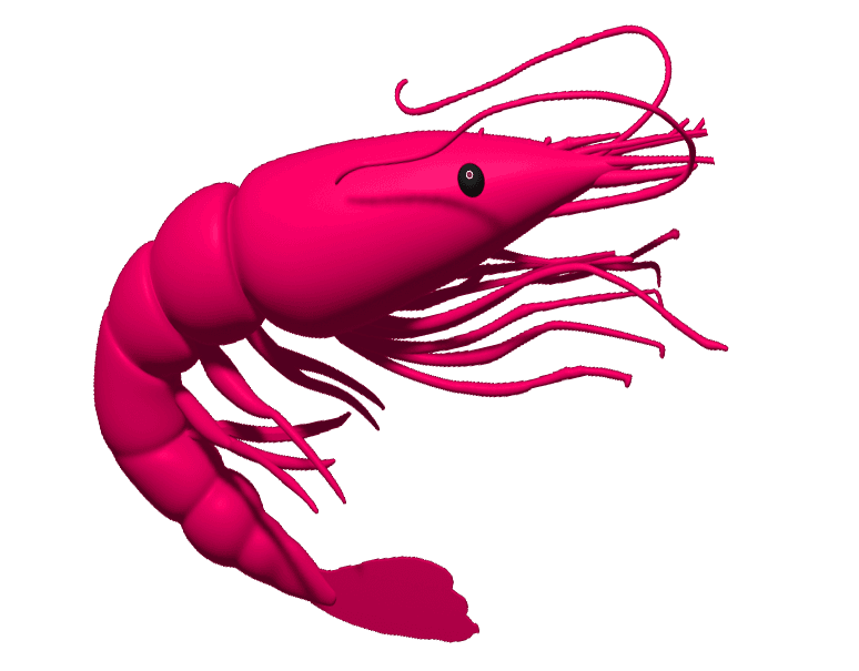3D modeled shrimp